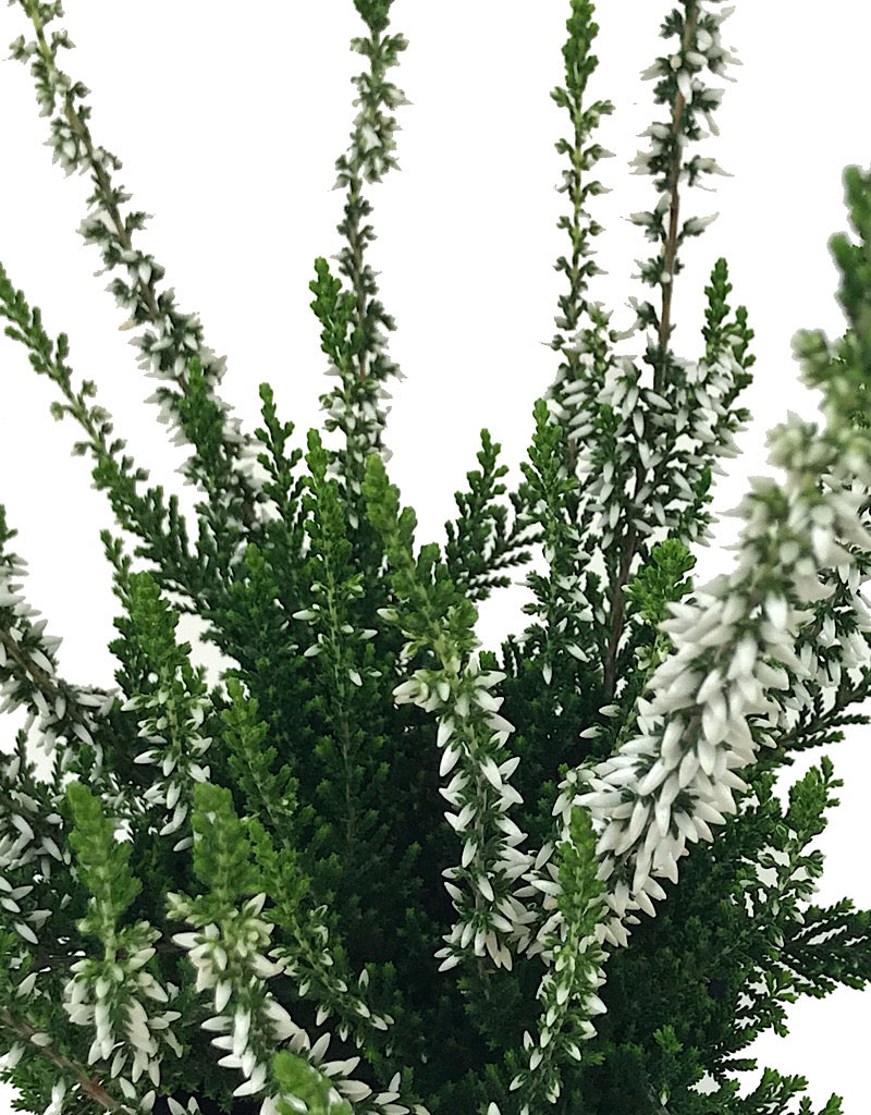 Calluna v. 'Valentina' - 4 inch