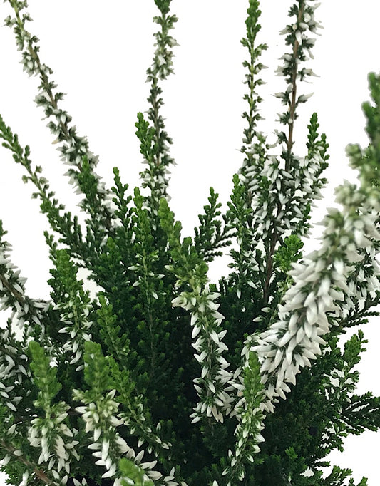 Calluna v. 'Valentina' - 4 inch