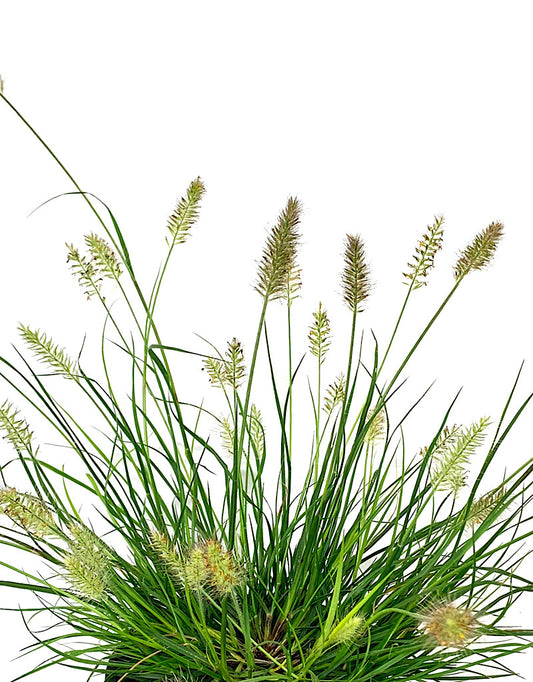 Pennisetum 'Little Bunny' 1 Gallon