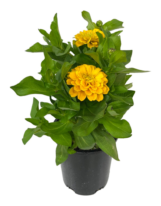 Zinnia Magellan 'Yellow' 1 Gallon