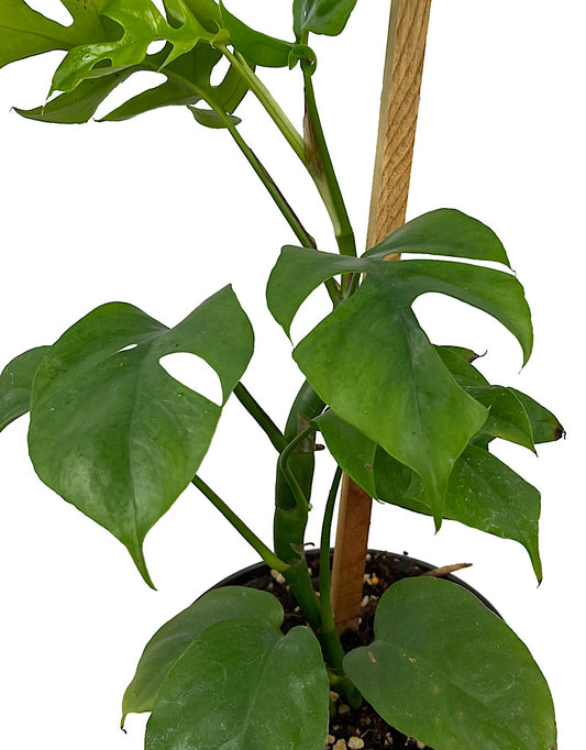 Rhaphidophora tetrasperma