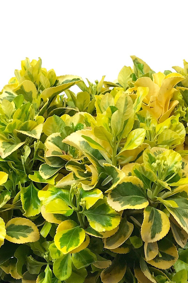 Euonymus jaonicus 'Aureo - Marginatus' 2 Gallon - The Garden Corner