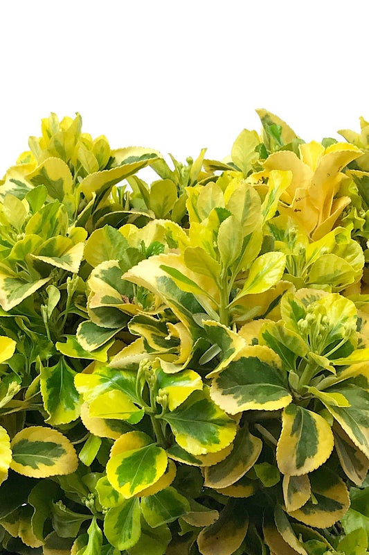 Euonymus jaonicus 'Aureo - Marginatus' 2 Gallon - The Garden Corner