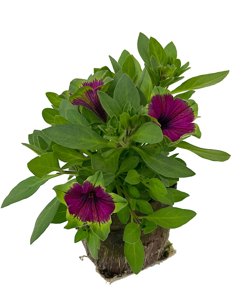 Petunia 'Picasso in Purple'