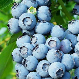 Vaccinium corymbosum Blueberry 'Toro' 1 Gallon