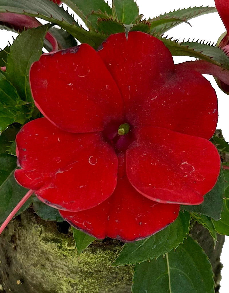 Sunpatiens 'Compact Deep Red'