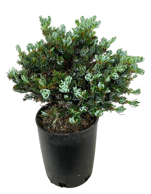 Abies koreana 'Ice Breaker'
