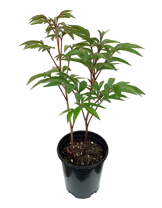 Paeonia lactiflora 'Karl Rosenfeld'  1 Gallon