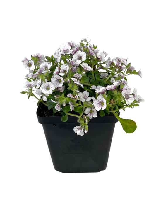 Gypsophila cerastoides 4 Inch - The Garden Corner