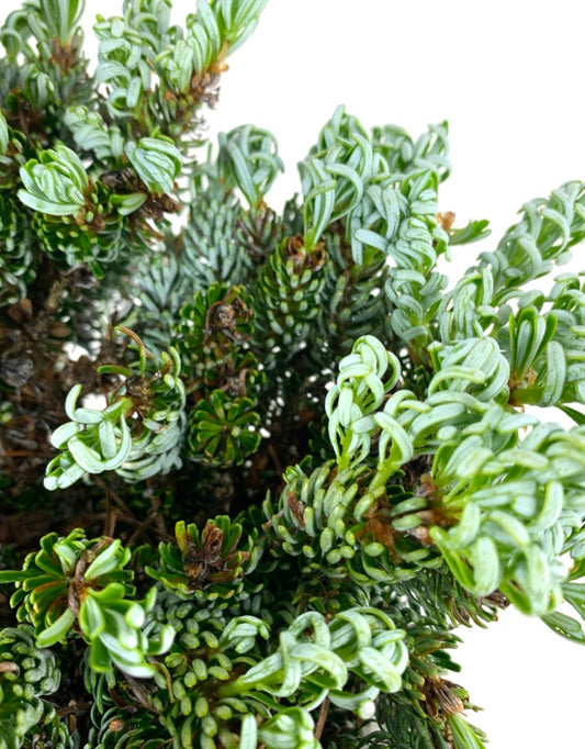 Abies koreana 'Ice Breaker'