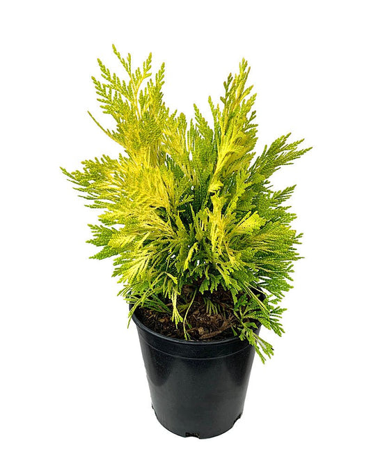 Thuja plicata '4ever Goldy' 1 Gallon - The Garden Corner