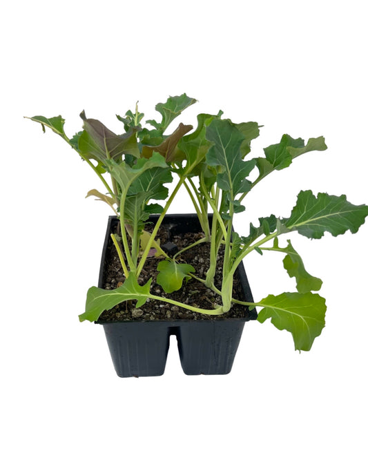 Broccoli 'Premium Crop'