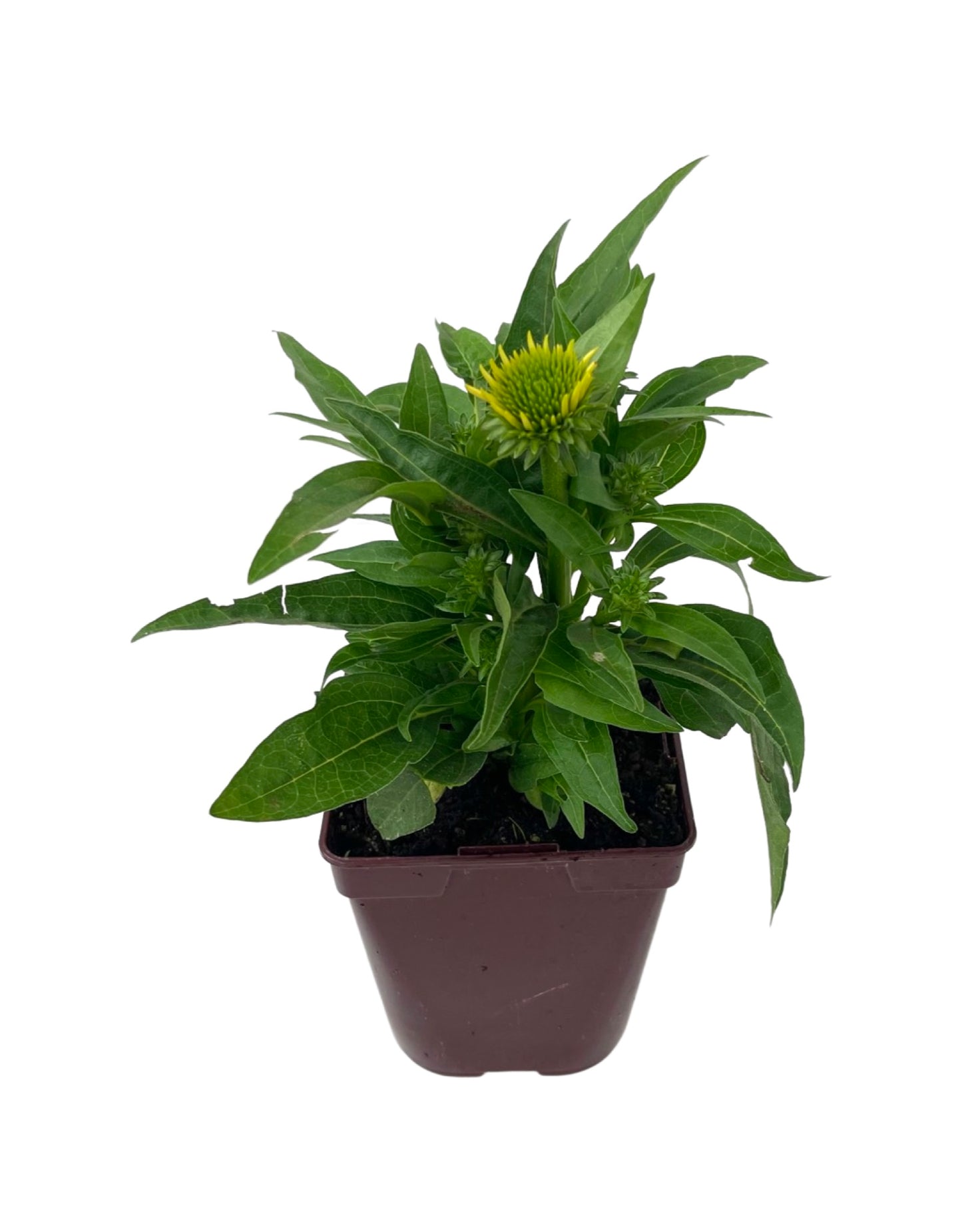 Echinacea 'Sombrero Poco Yellow'