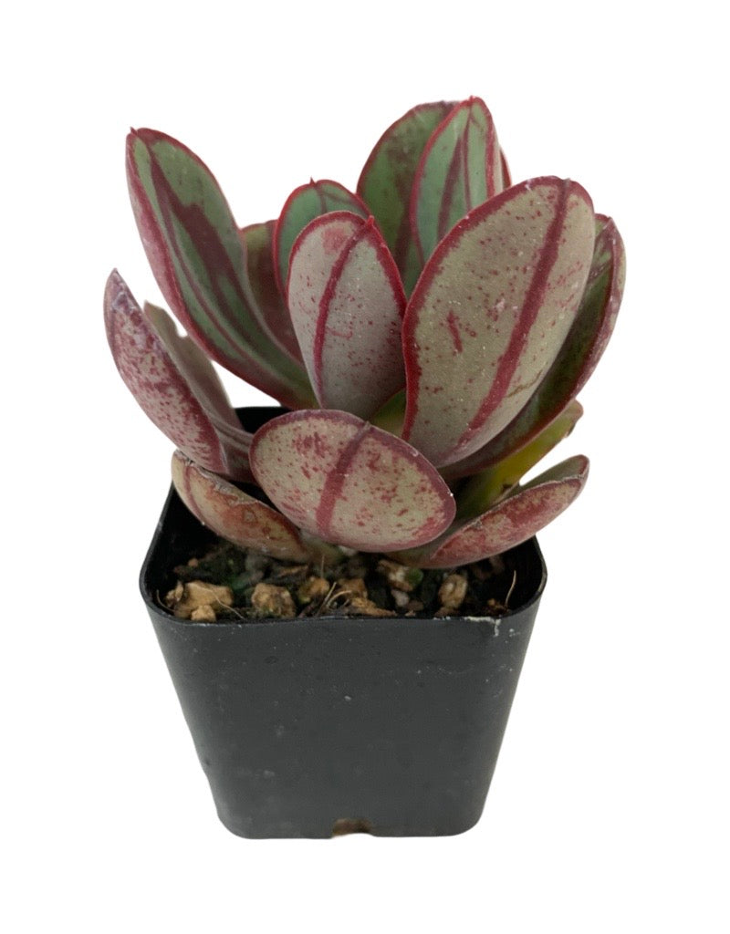 Echeveria nodulosa 'Painted Echeveria'