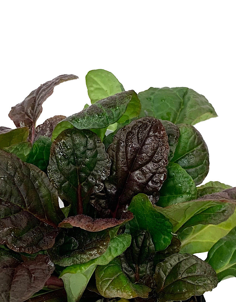 Ajuga reptans 'Mahogany' 4 inch