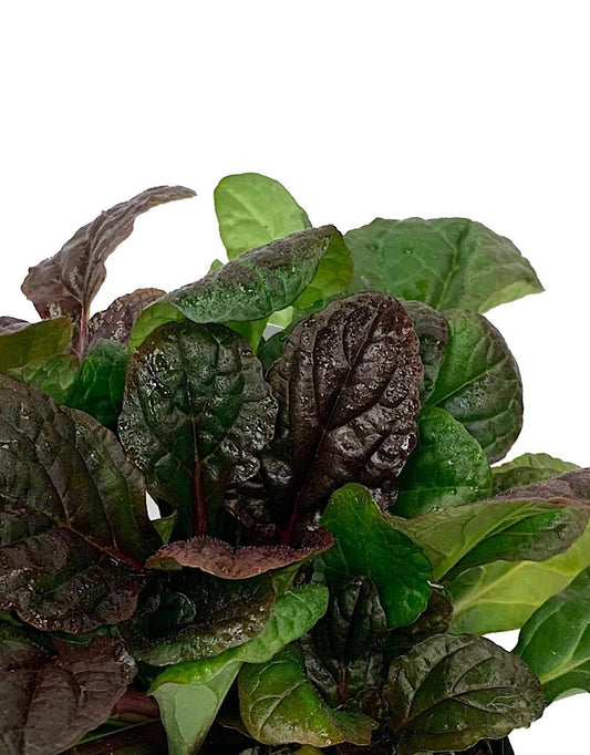 Ajuga reptans 'Mahogany' 4 inch - The Garden Corner