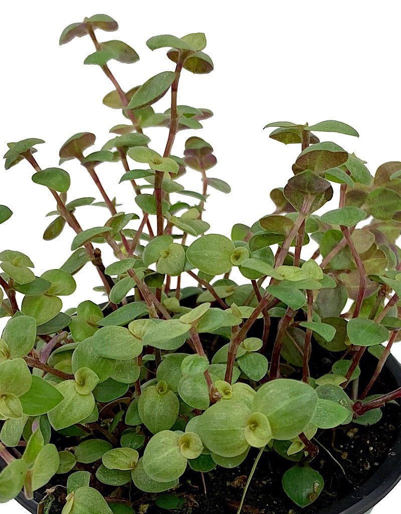 Callisia repens  4 inch