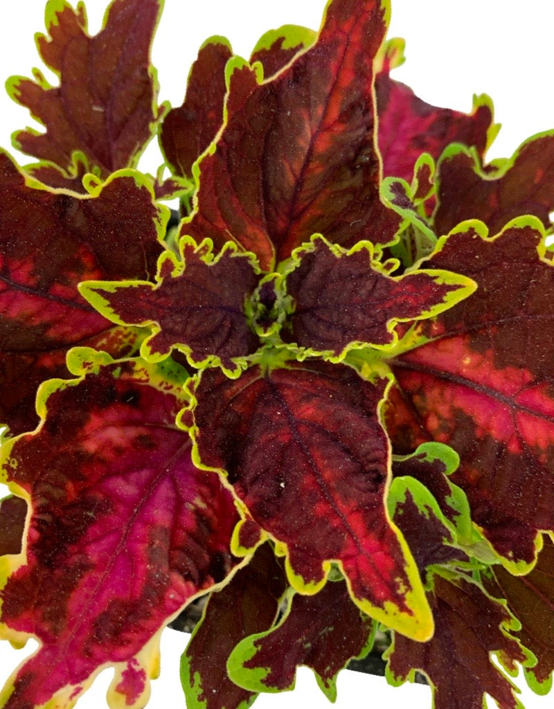Coleus 'Solar Flare'