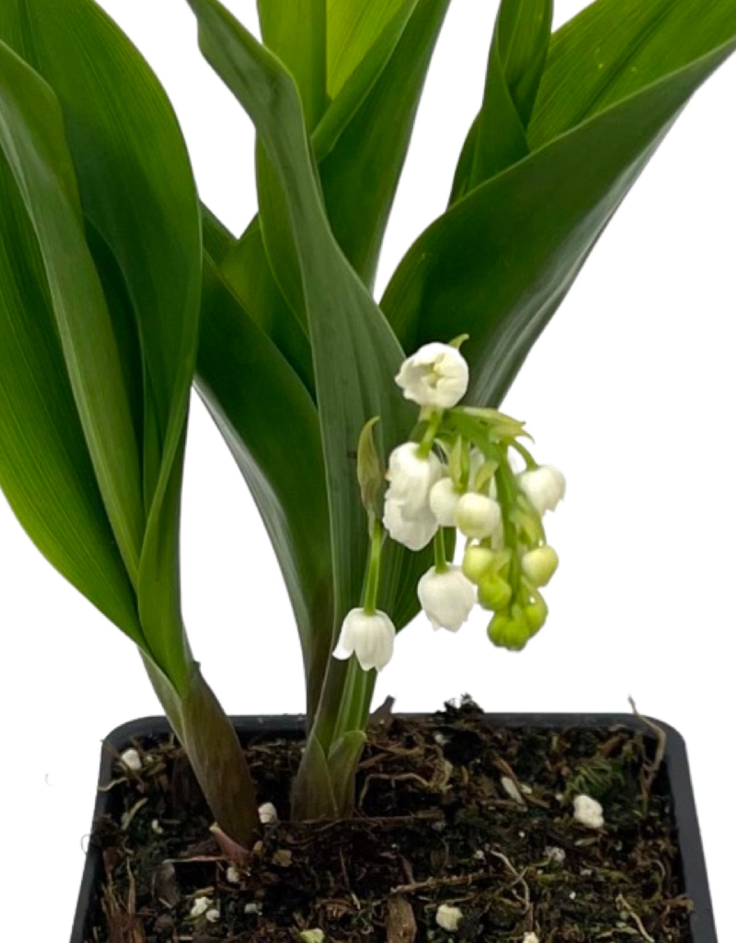 Convallaria majalis
