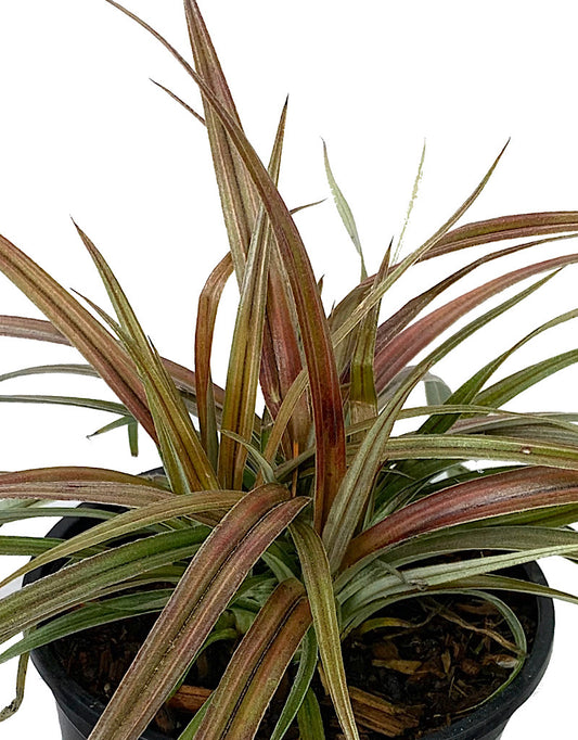Astelia 'Westland'  Quart
