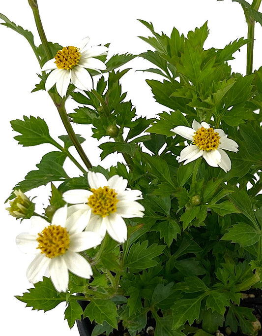 Bidens 'White Delight'