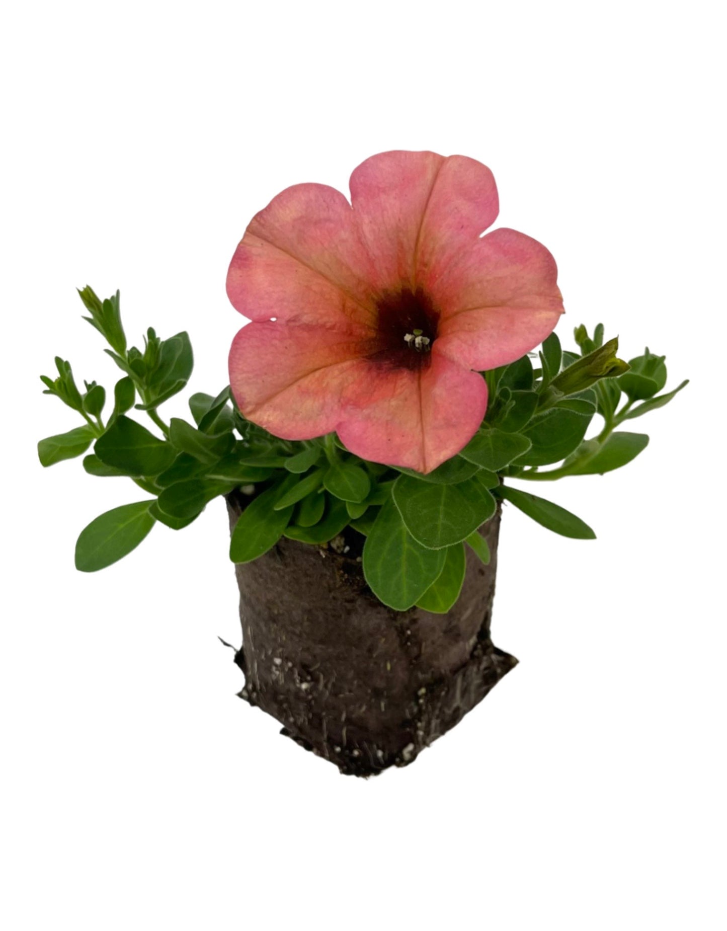 Petunia 'Sanguna Mango Punch' 4 Inch - Annuals