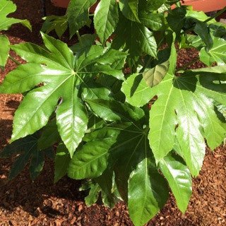 Fatsia japonica 5 gal - The Garden Corner