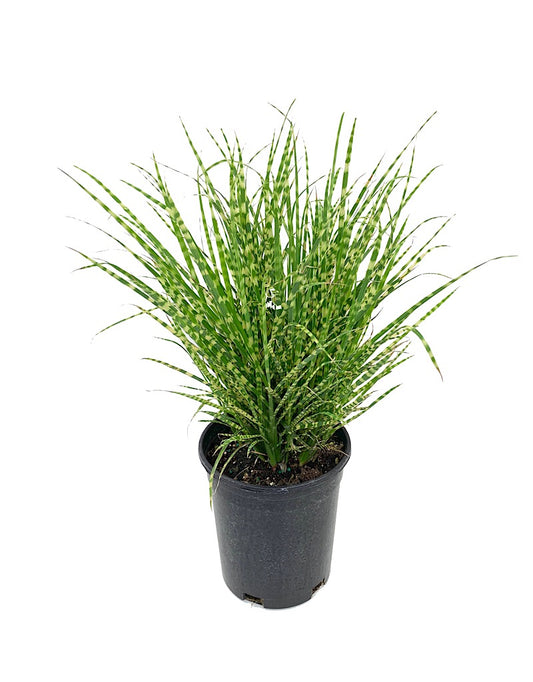Miscanthus sinensis 'Gold Bar'