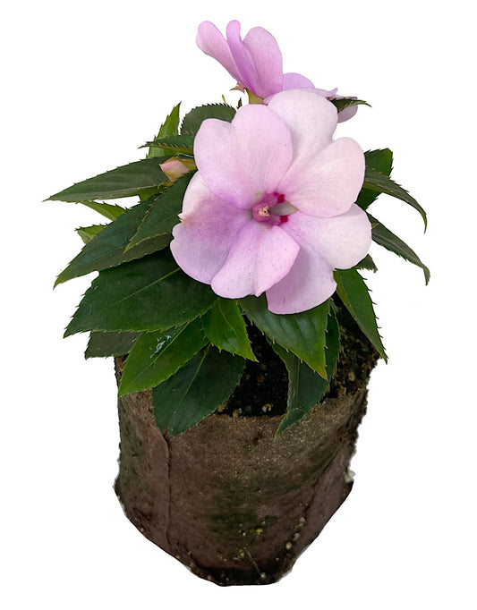 Sunpatiens 'Compact Orchid Blush'