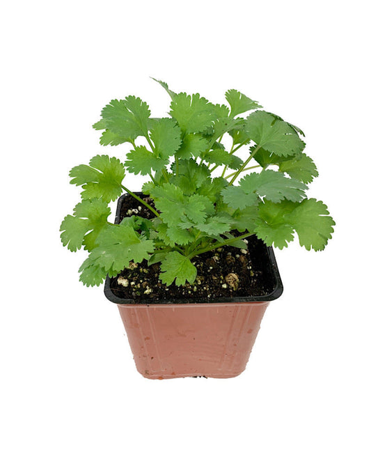 Cilantro 'Santo' - The Garden Corner