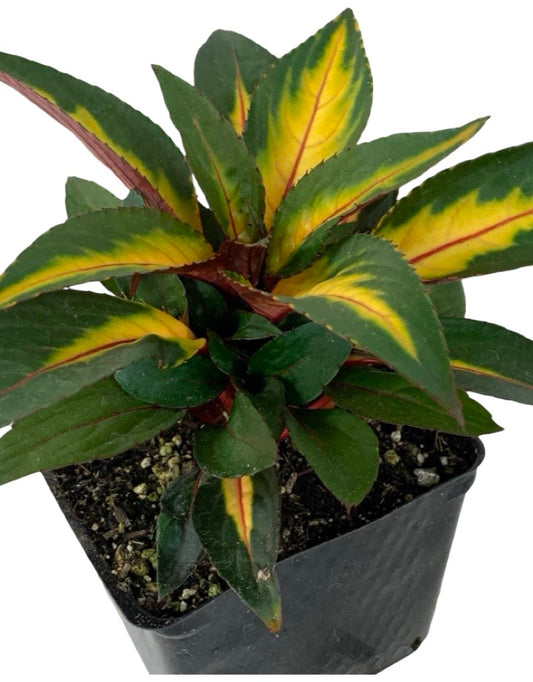 Sunpatiens 'Painted Paradise Orange'