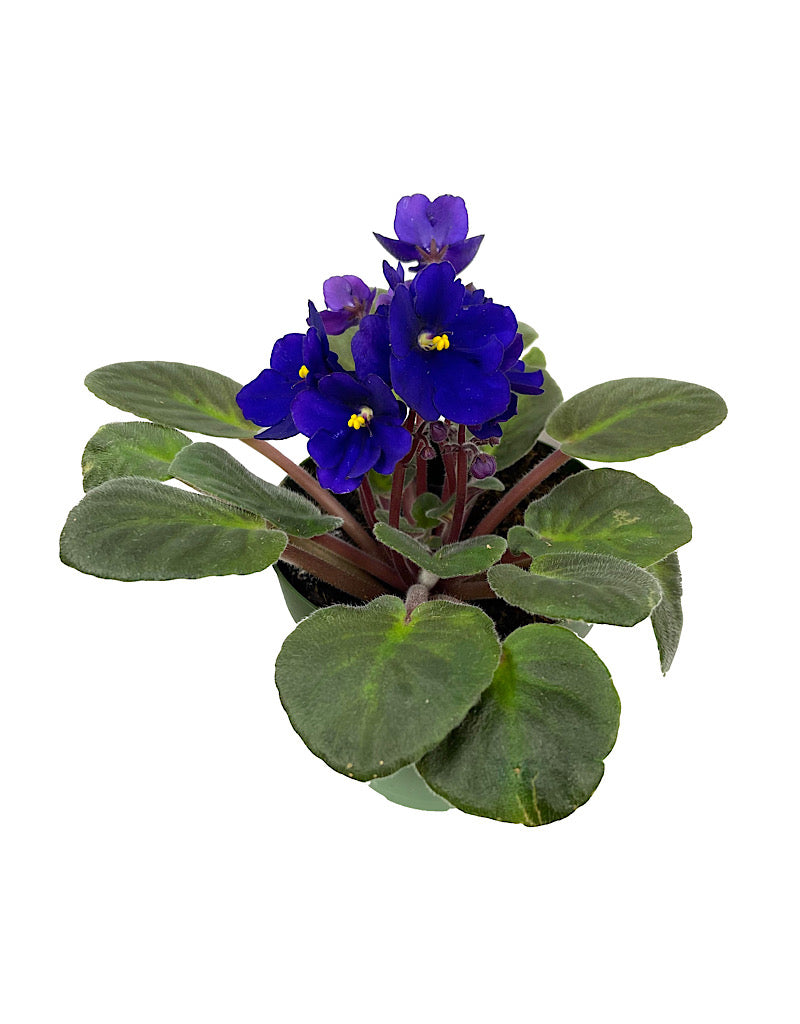 Saintpaulia ionantha