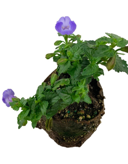 Torenia 'Summer Wave' - The Garden Corner