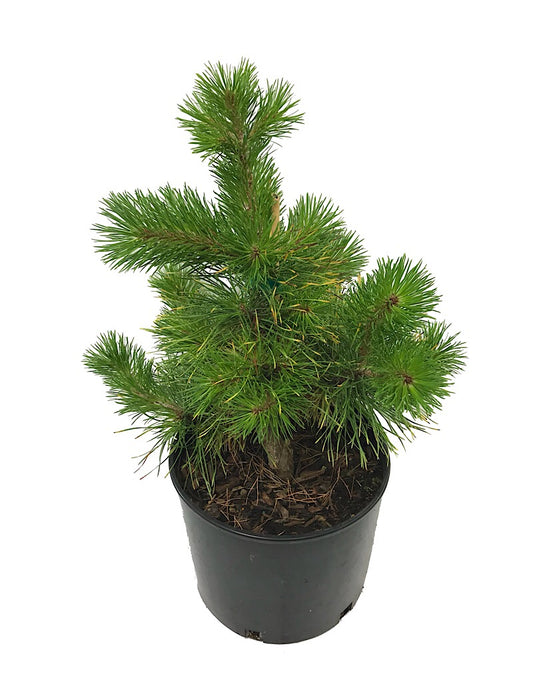 Pinus contorta 'Chief Joseph' 3 Gallon