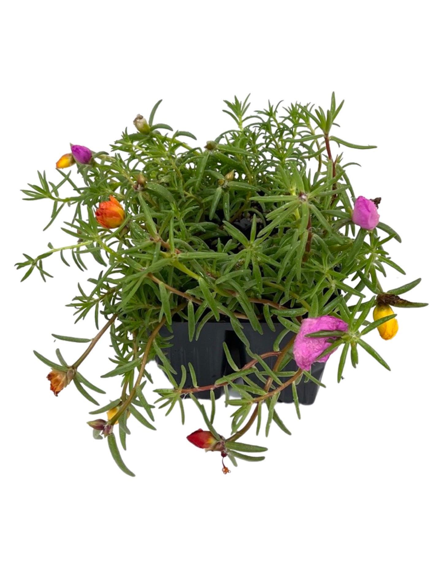 Portulaca 'Sundial Mix' Jumbo Traypack