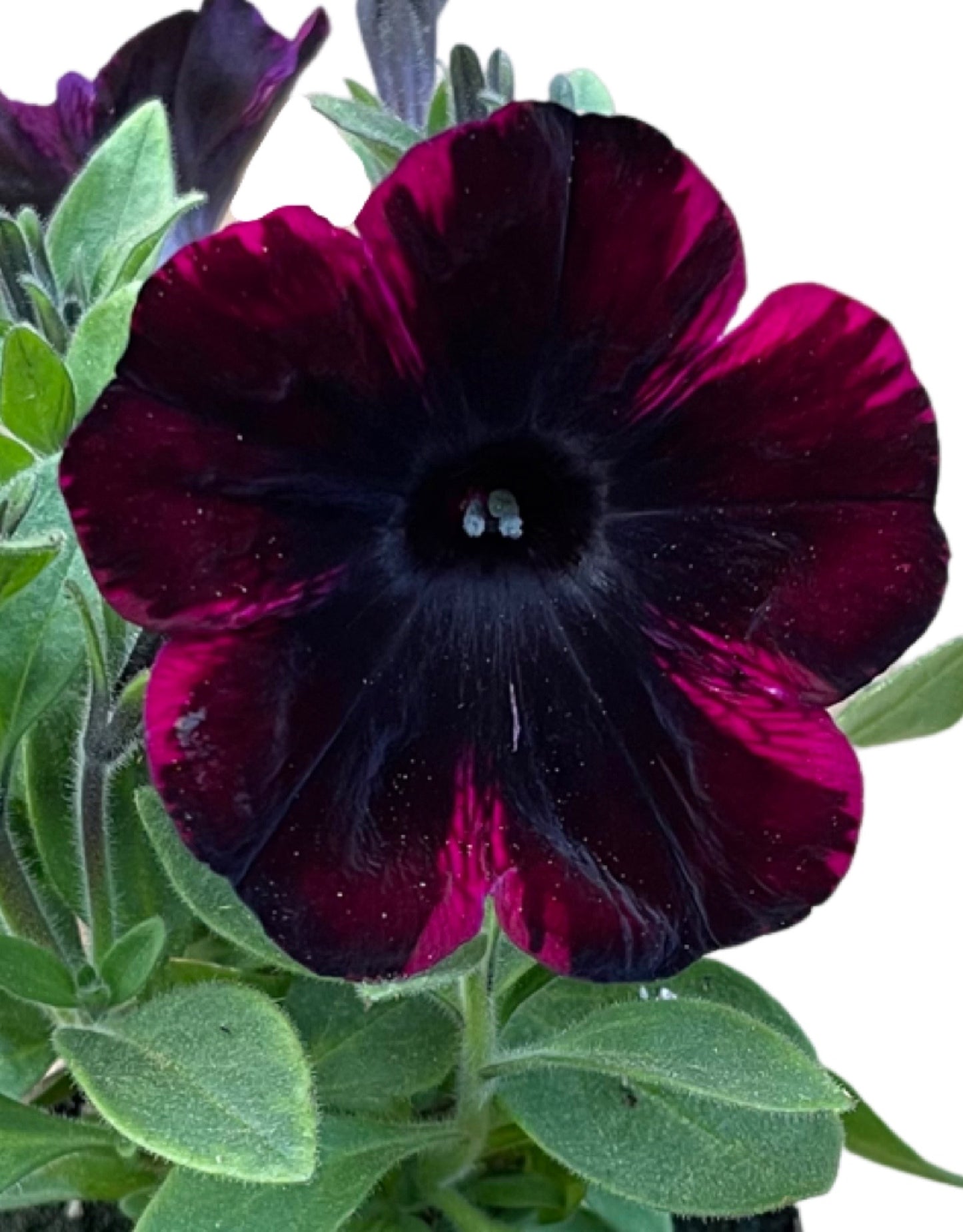Petunia 'Sweetunia Johnny Flame'