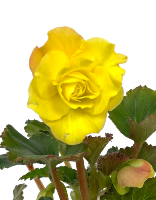 Begonia 'Nonstop Yellow'