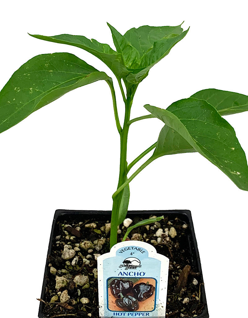 Pepper 'Ancho' 4 Inch