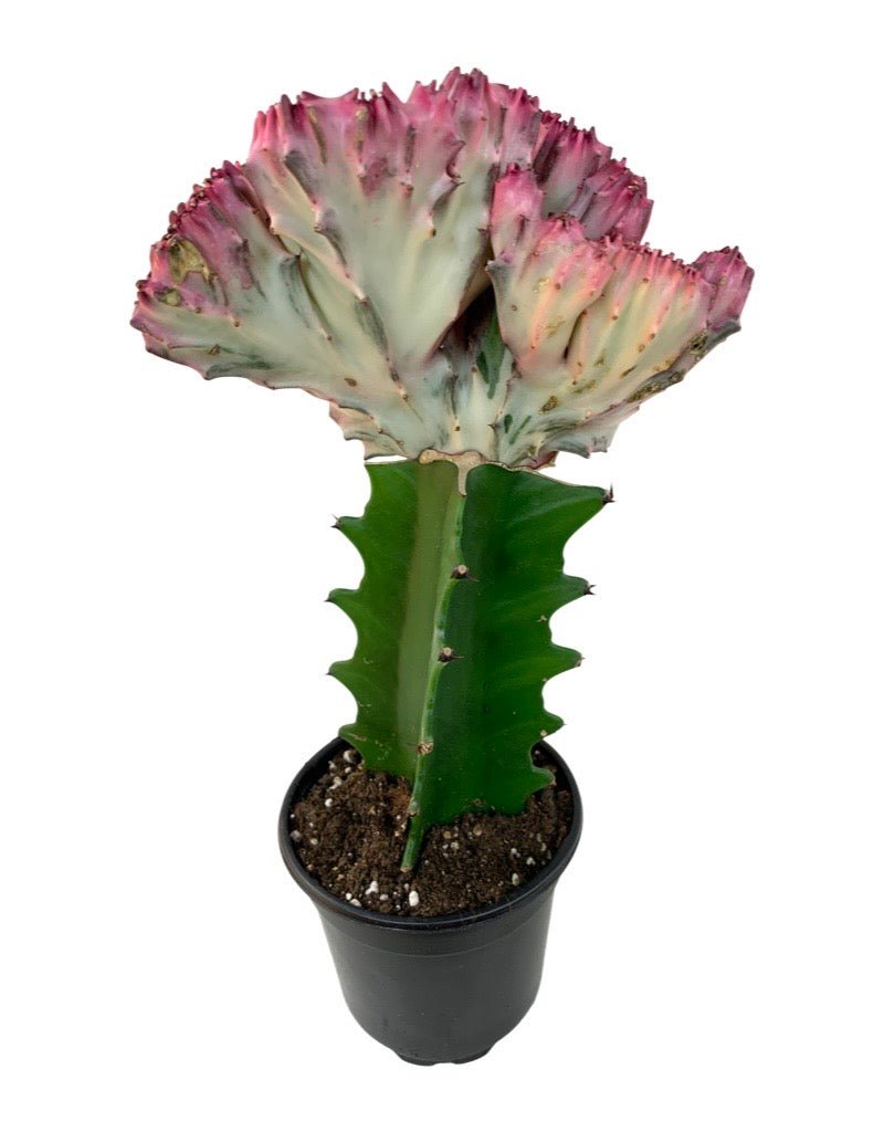Euphorbia lactea crest - The Garden Corner
