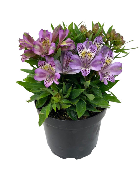 Alstroemeria 'Inca Ocean' - The Garden Corner