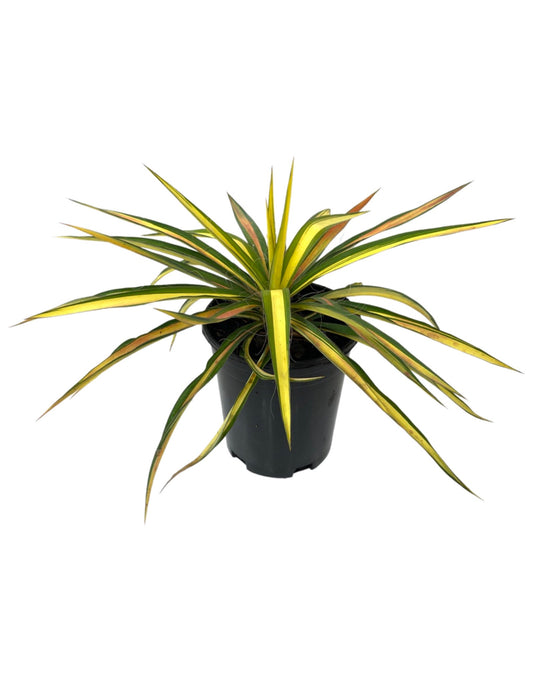 Yucca 'Color Guard' 1 Gallon - The Garden Corner