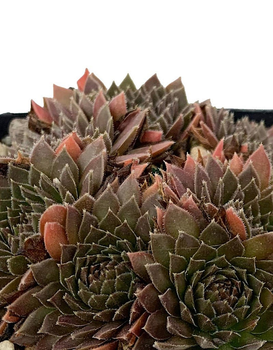 Sempervivum 'Bronze Pastel' 4 Inch - The Garden Corner