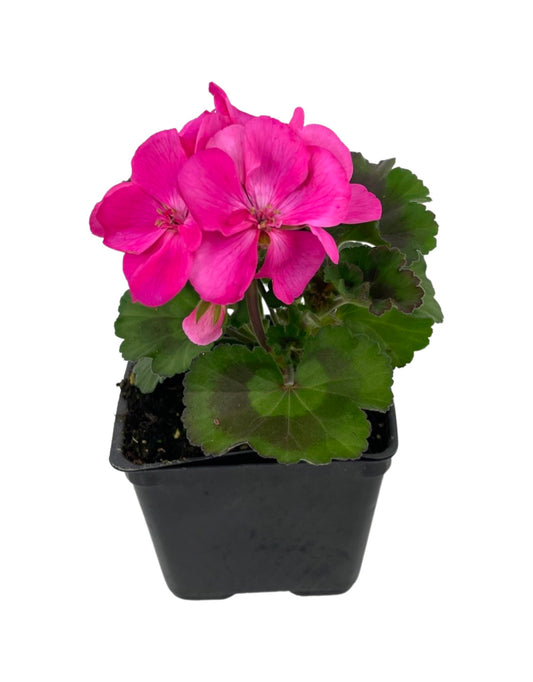Geranium Zonal 'Tango Deep Pink'