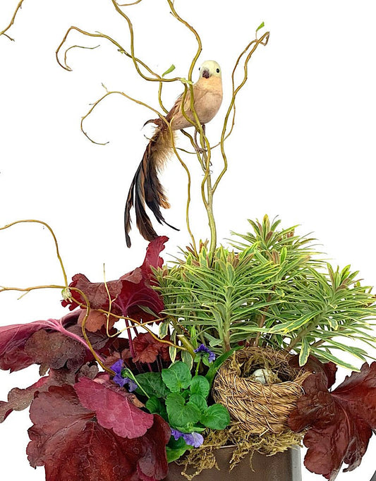 GC Exclusive 4 - The Garden Corner