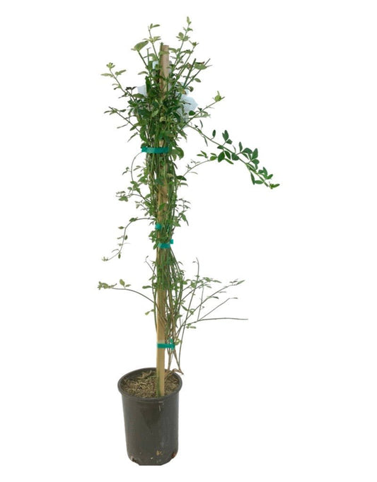 Jasminum nudiflorum - The Garden Corner