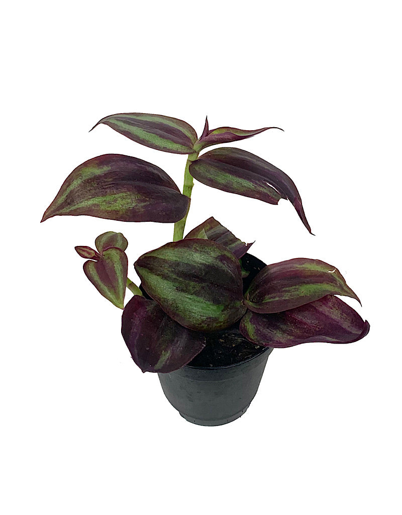 Tradescantia zebrina 'Purpurea' - House Plants