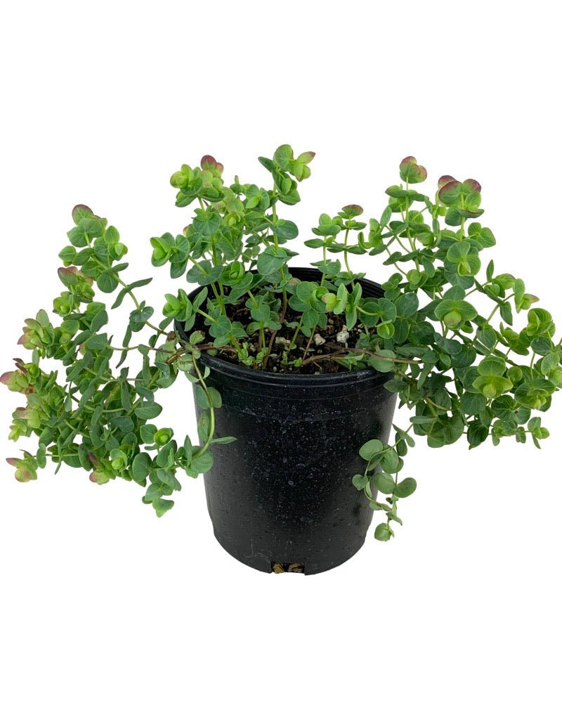 Origanum 'Kirigami' - Perennials