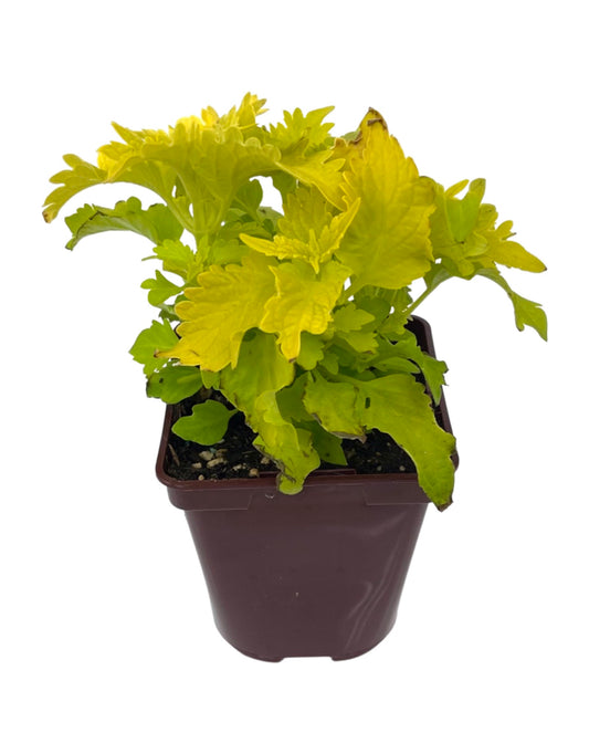 Coleus 'Wasabi' 4 Inch - The Garden Corner