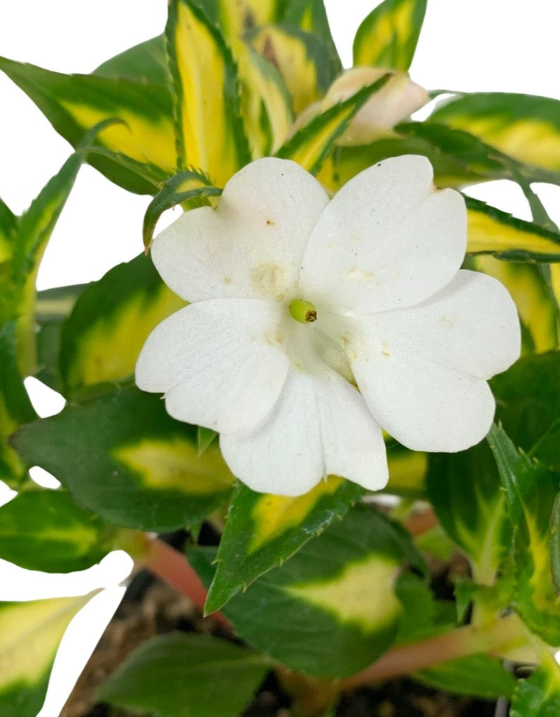 Sunpatiens 'Vigorous Tropical White'