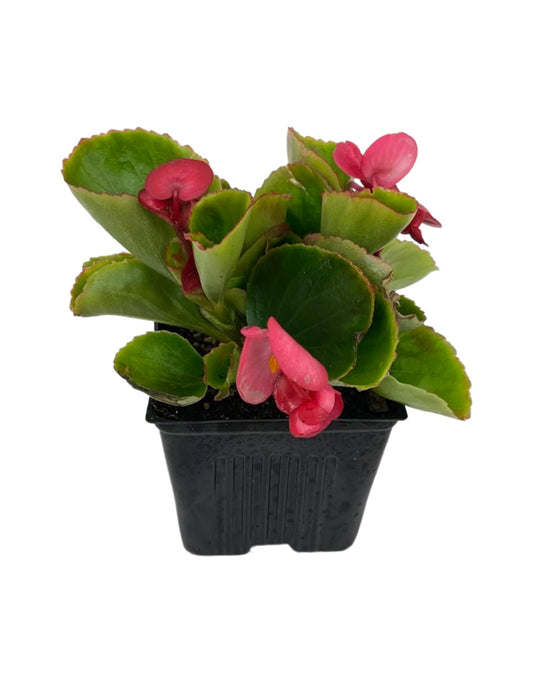 Begonia 'Ambassador Rose'